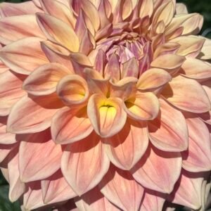 Copper Sun