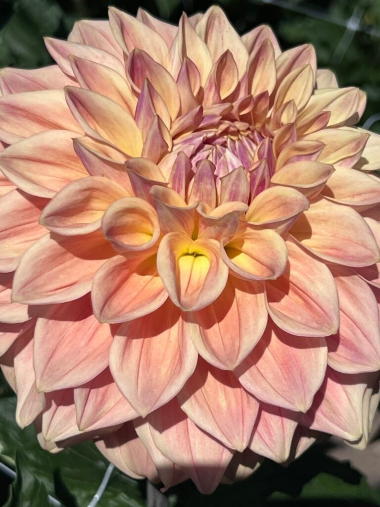 Copper Sun