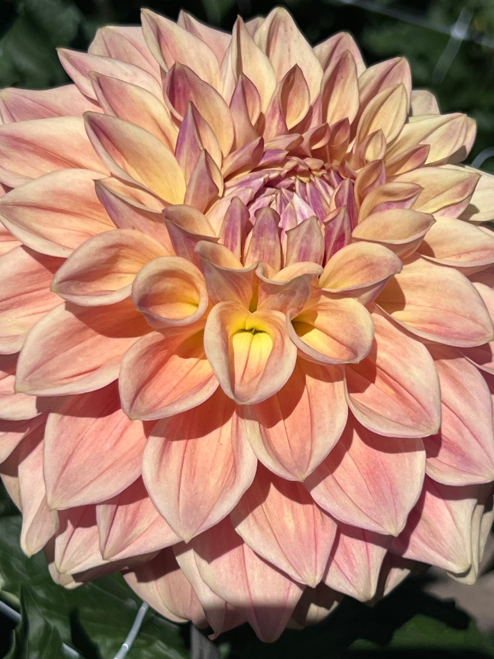 Copper Sun