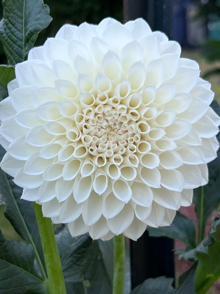 Cafe au Lait